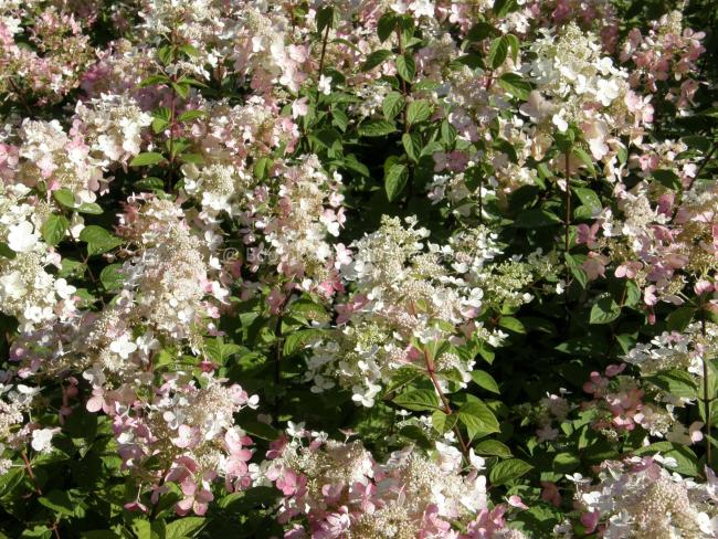 Hydrangea paniculata 'Ruby' (= 'Angel's Blush')