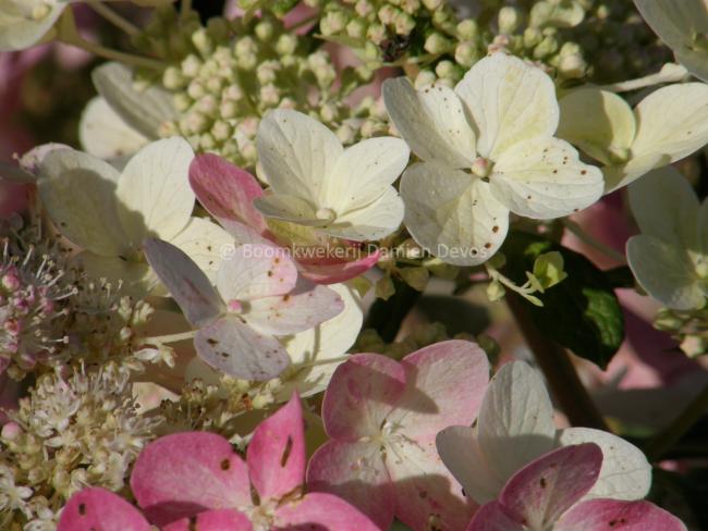 Hydrangea paniculata 'Ruby' (= 'Angel's Blush')