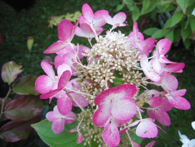 Hydrangea paniculata 'Ruby' (= 'Angel's Blush')