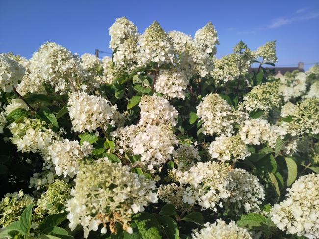 Hydrangea paniculata 'Silver Dollar'