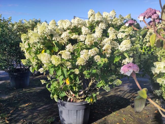 Hydrangea paniculata 'Silver Dollar'