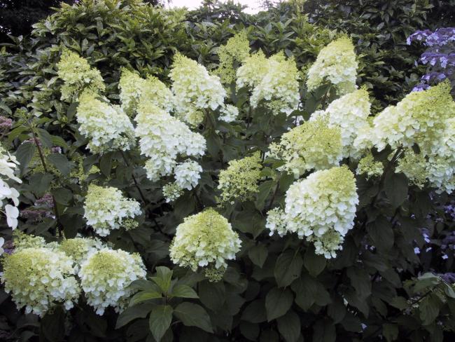 Hydrangea paniculata 'Silver Dollar'