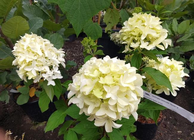 Hydrangea paniculata 'Skyfall' ®