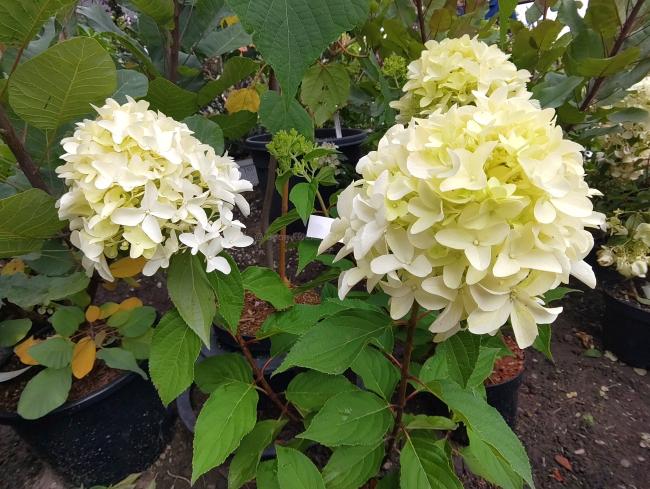 Hydrangea paniculata 'Skyfall' ®