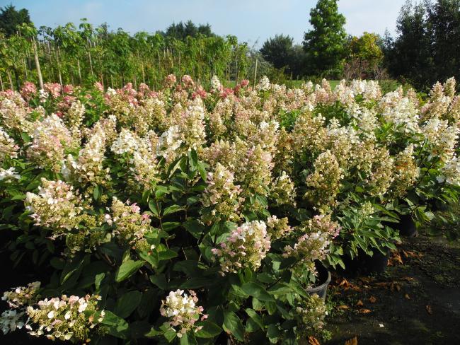 Hydrangea paniculata 'Unique'