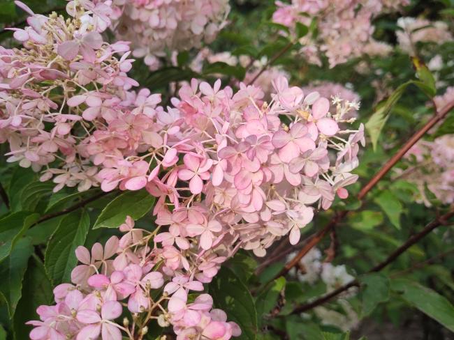 Hydrangea paniculata 'Vanille Fraise' ®