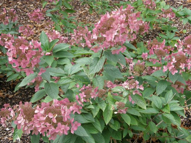 Hydrangea paniculata 'Wim's Red' ®
