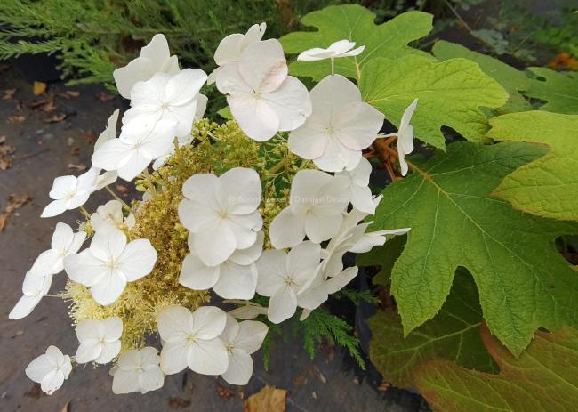 Hydrangea quercifolia 'Burgundy'