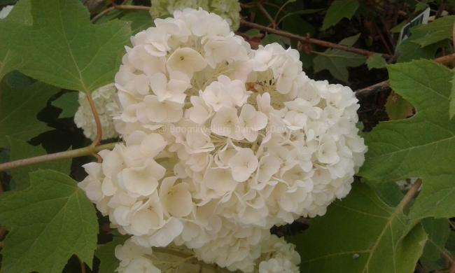 Hydrangea quercifolia 'Harmony'