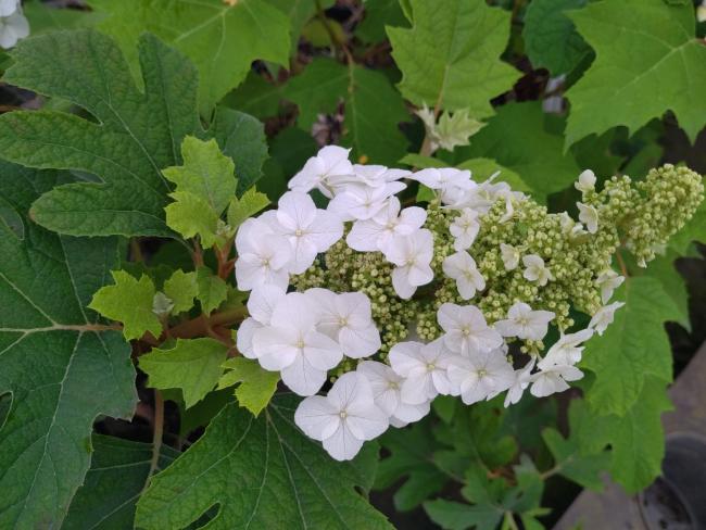 Hydrangea quercifolia 'Jetstream' ®