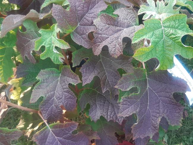 Hydrangea quercifolia 'Jetstream' ®