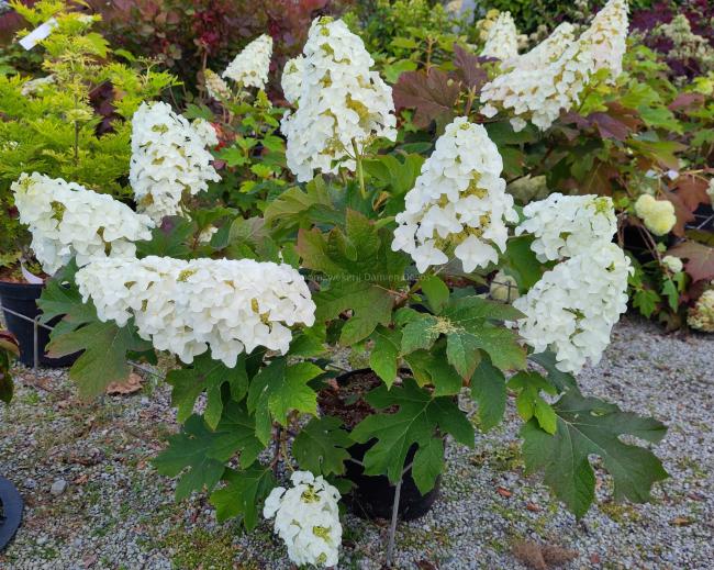 Hydrangea quercifolia 'Jetstream' ®