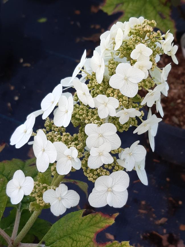 Hydrangea quercifolia 'Queen of Hearts' ®