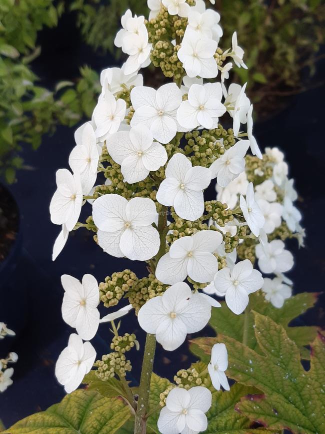 Hydrangea quercifolia 'Queen of Hearts' ®