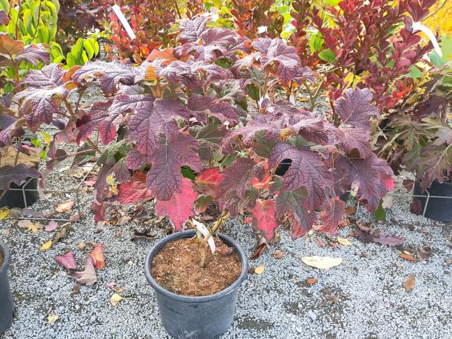 Hydrangea quercifolia 'Queen of Hearts' ®