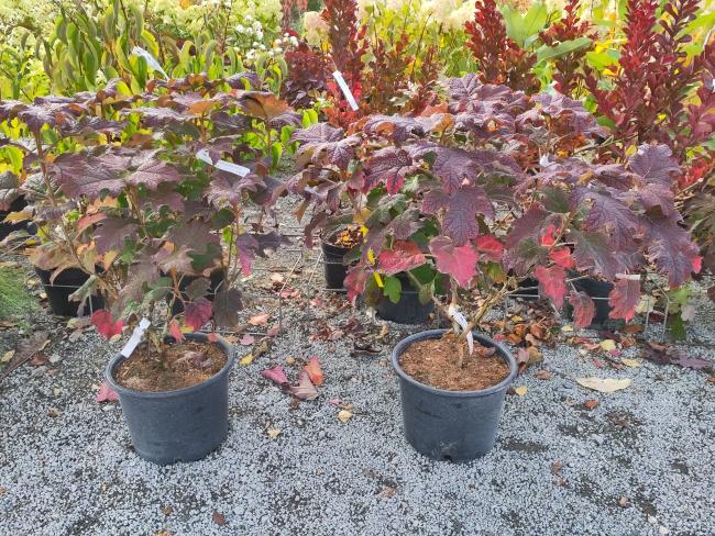 Hydrangea quercifolia 'Queen of Hearts' ®