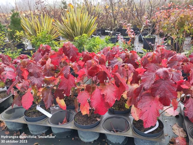 Hydrangea quercifolia 'Snowflake'