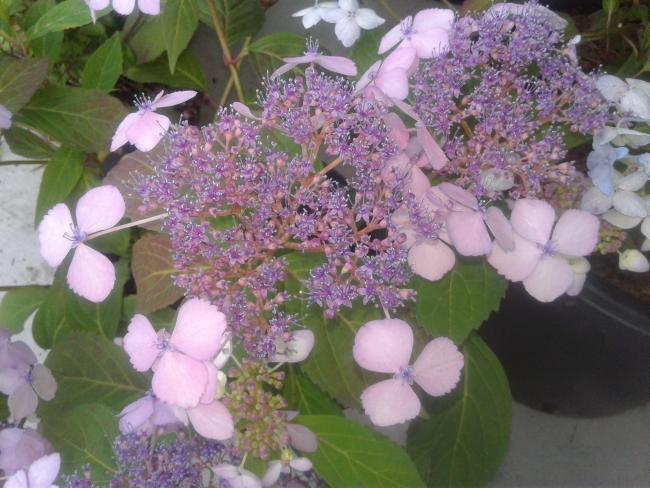 Hydrangea serrata 'Akabe yama'