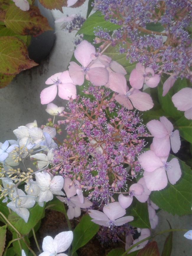 Hydrangea serrata 'Akabe yama'