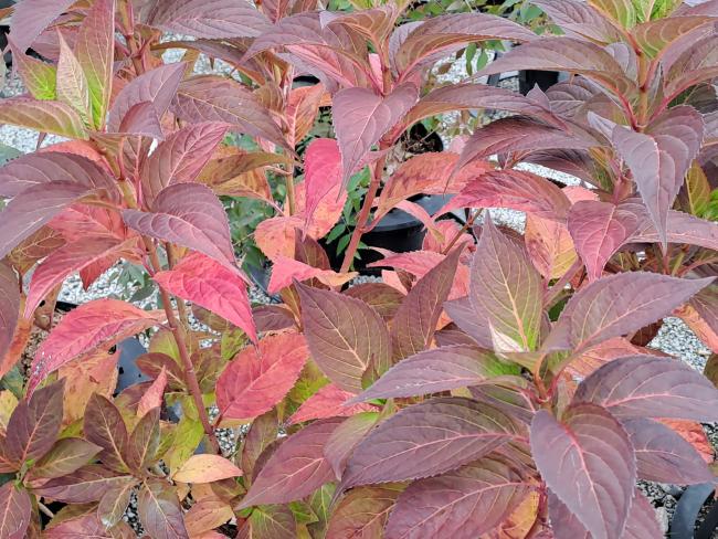 Hydrangea serrata 'Akabe yama'