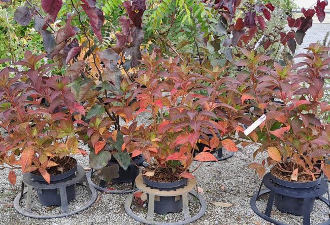 Hydrangea serrata 'Akabe yama'