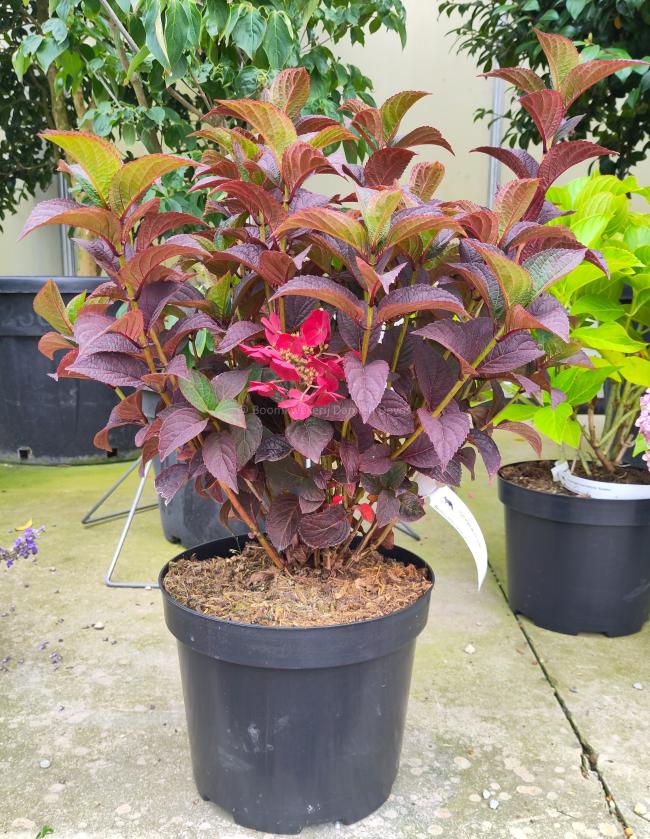 Hydrangea serrata 'Daredevil'