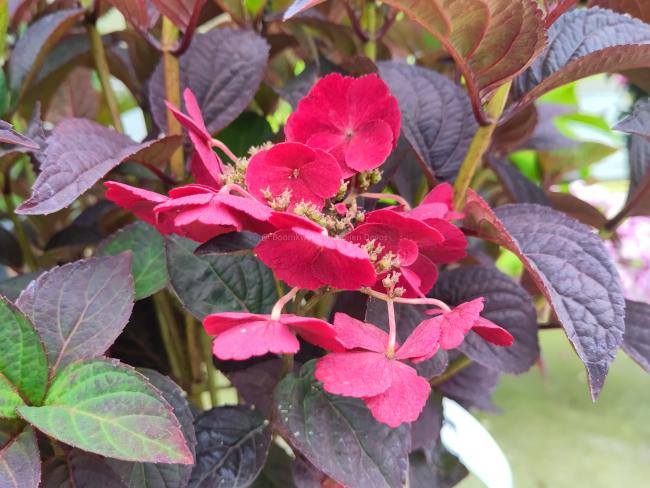 Hydrangea serrata 'Daredevil'