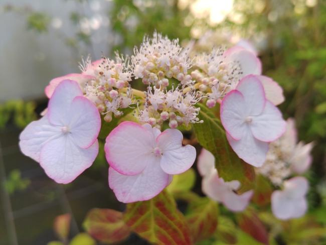 Hydrangea serrata 'Kiyosumi'