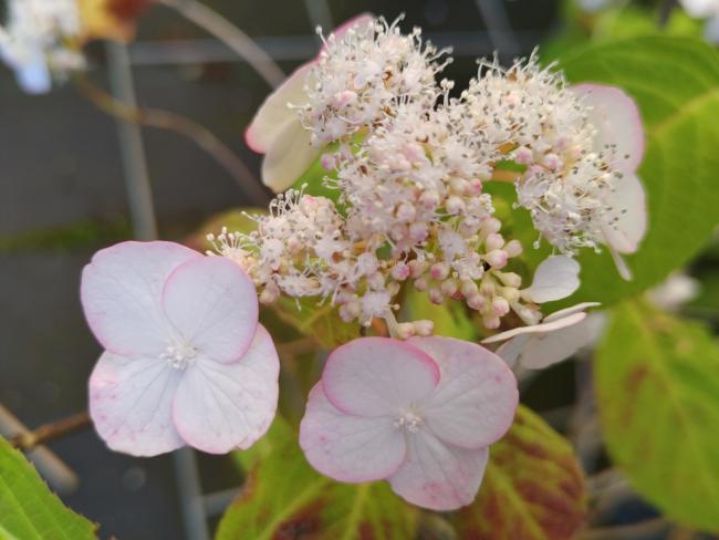 Hydrangea serrata 'Kiyosumi'