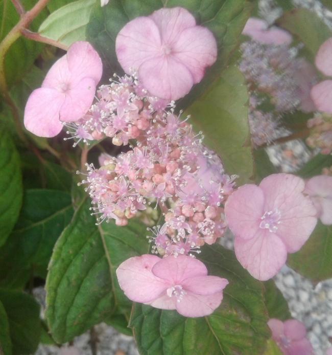 Hydrangea serrata 'Yae-no-amacha'