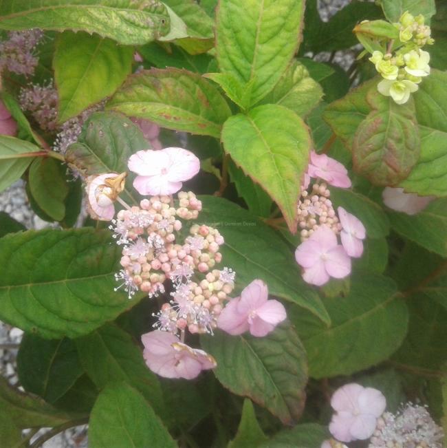 Hydrangea serrata 'Yae-no-amacha'