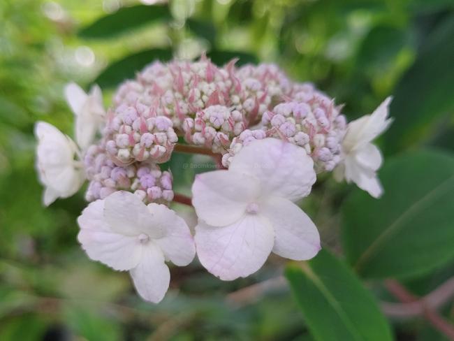 Hydrangea villosa 'Anthony Bullivant'