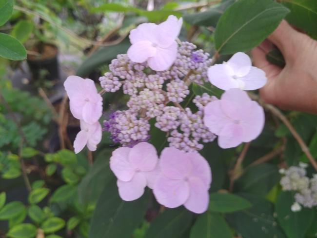 Hydrangea villosa 'Anthony Bullivant'