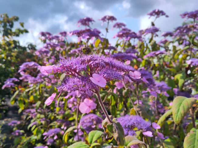 Hydrangea villosa 'Anthony Bullivant'