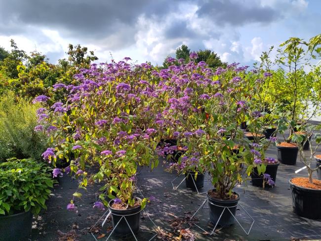 Hydrangea villosa 'Anthony Bullivant'
