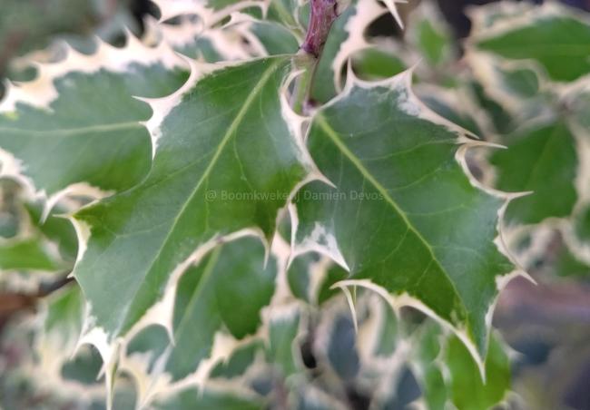 Ilex aquifolium 'Argentea Marginata'