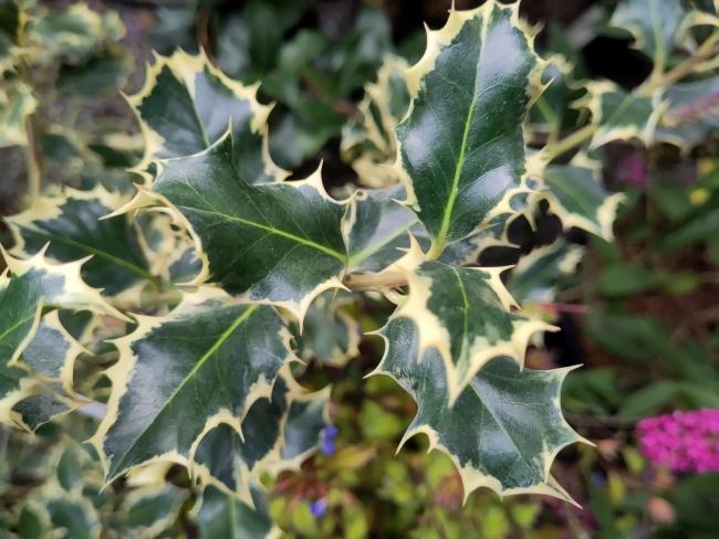 Ilex aquifolium 'Argentea Marginata'