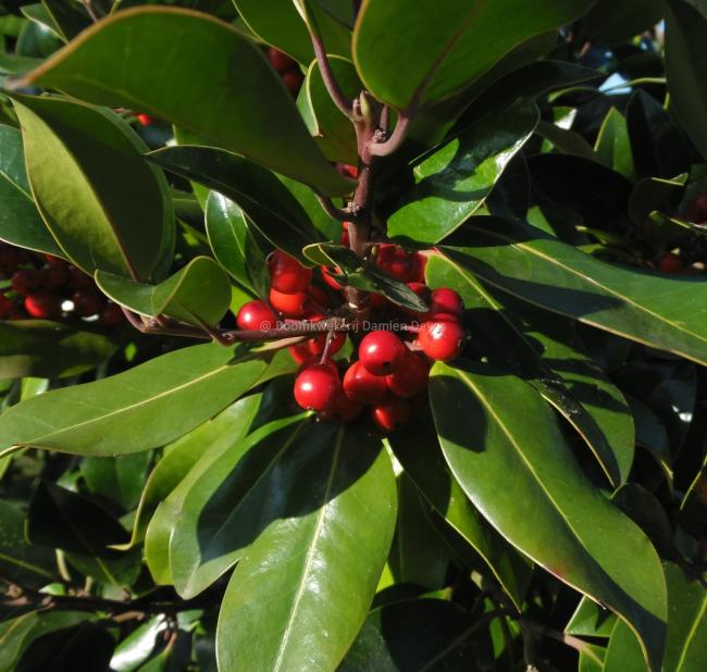 Ilex altaclerensis 'Camelliifolia' (x)