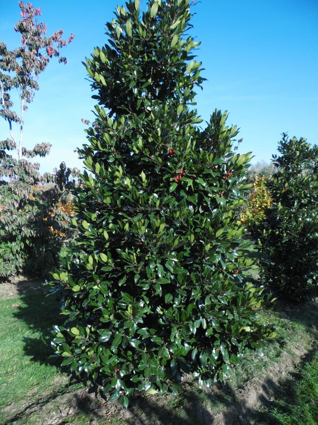 Ilex altaclerensis 'Camelliifolia' (x)