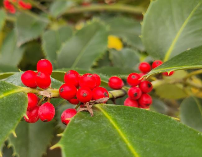 Ilex koehneana 'Chestnut Leaf'