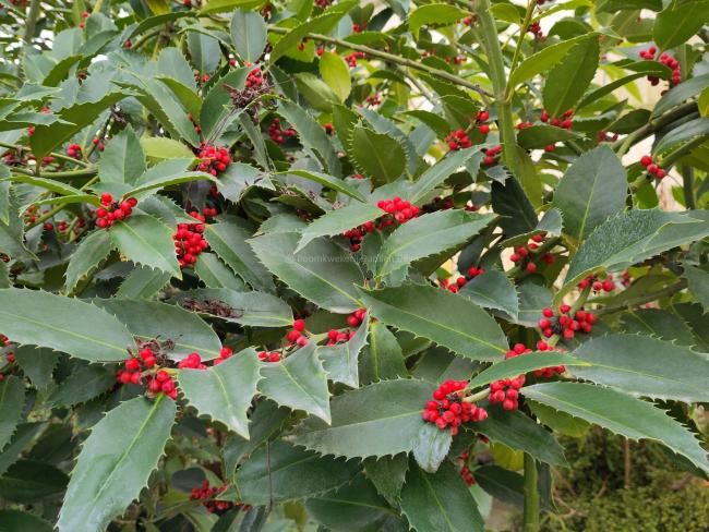 Ilex koehneana 'Chestnut Leaf'