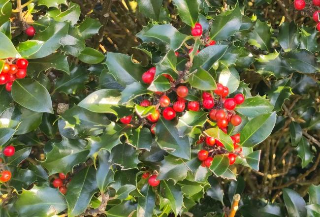 Ilex meserveae 'Blue Angel' (x)