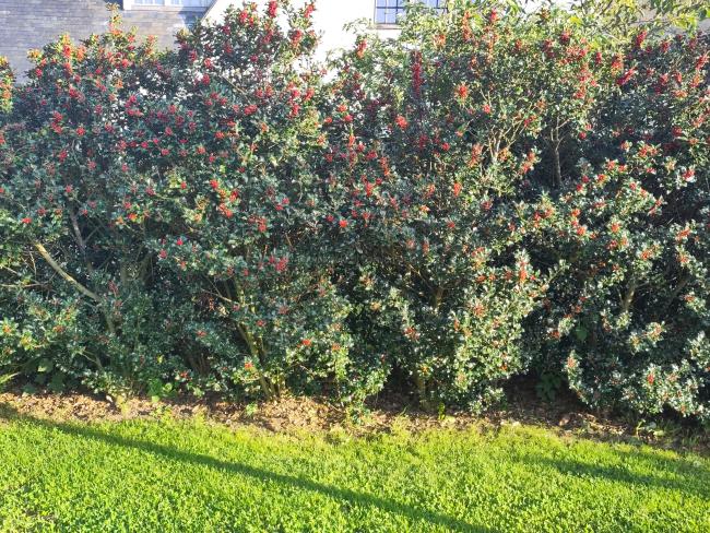 Ilex meserveae 'Blue Angel' (x)