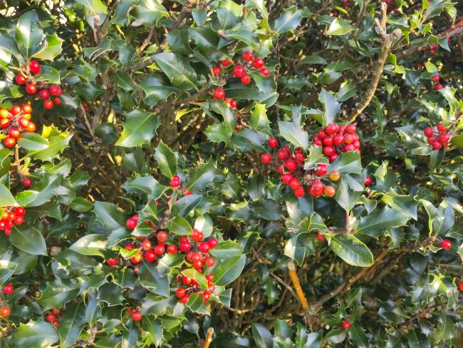 Ilex meserveae 'Blue Angel' (x)