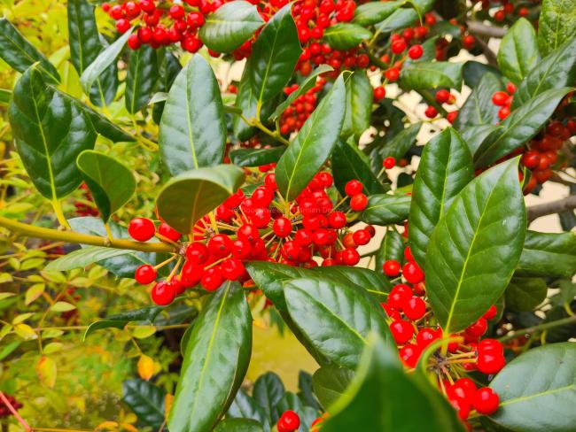 Ilex 'Nellie R. Stevens'