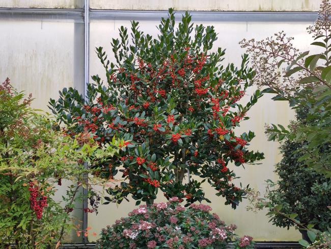 Ilex 'Nellie R. Stevens'