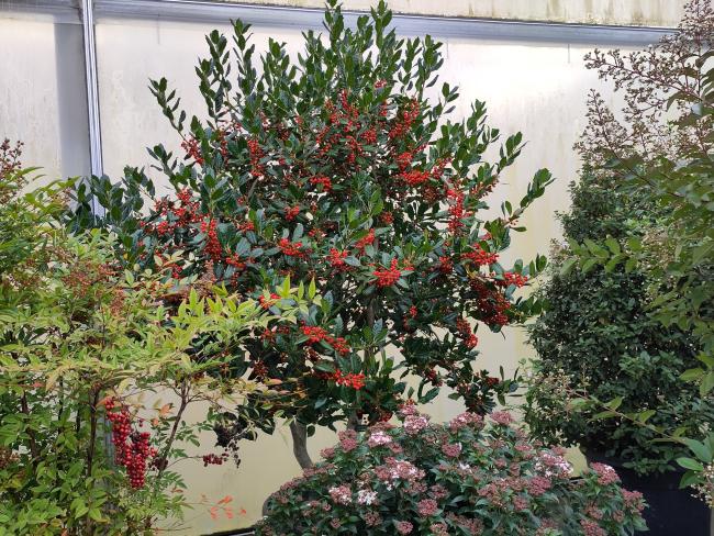 Ilex 'Nellie R. Stevens'