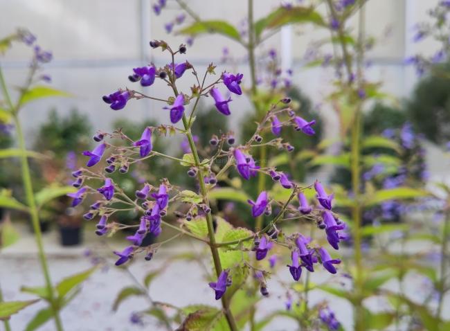 Isodon longitubus 'Noshoku'