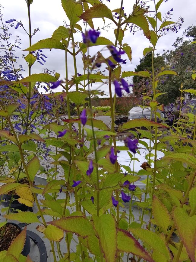 Isodon longitubus 'Noshoku'