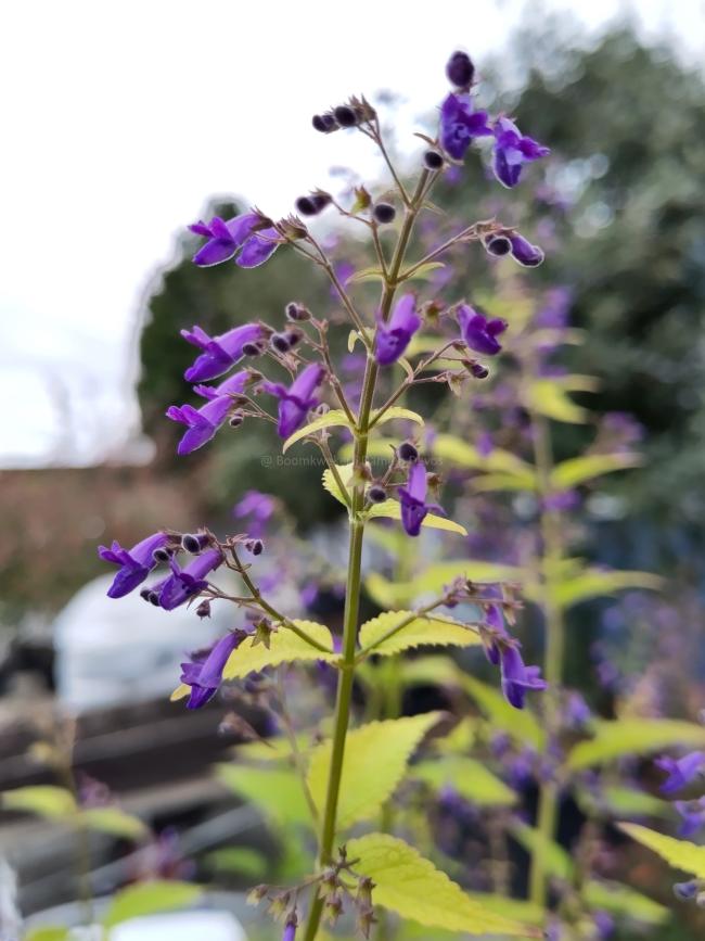 Isodon longitubus 'Noshoku'